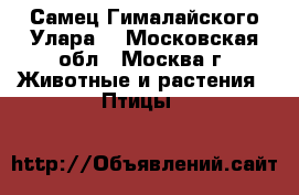 Самец Гималайского Улара. - Московская обл., Москва г. Животные и растения » Птицы   